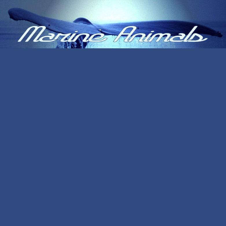 Follow on TWITTER @MarineAnimals1 !